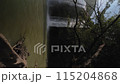 A waterfall with a green forest in the background. The water is clear and calm. The waterfall is surrounded by rocks and trees 115204868