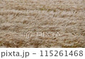 小麥 115261468