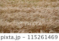 小麥 115261469