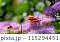 beautiful butterfly collecting nectar closeup 115294451