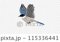 飛翔的小鳥動畫 飛翔的小鳥動畫 115336441