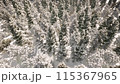 forest, winter, snow mountain 115367965