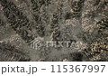 forest, snowy, mountain 115367997