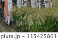 Rice harvest 115425861
