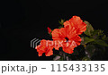 熱情的木槿三重開花縮時攝影，象徵夏天的花舞。 115433135