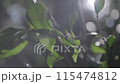 太陽の光に照らされて風に揺れる木	 115474812