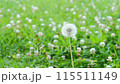 風にゆれるタンポポの綿毛 115511149