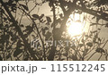 夕日とシルエットの木々 115512245