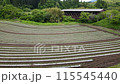 Aso-nozomi Bridge in the Hano district of Aso City, Kumamoto Prefecture, a rare covered roadway bridge in Japan and a tobacco field 115545440