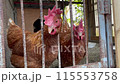 ニワトリ 115553758