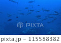 狗牙鮪魚悠閒地遊動 115588382