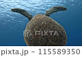 綠海龜浮出水面 115589350