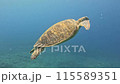 綠海龜悠閒地游泳 115589351