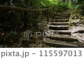 Old wooden stairs in the forest 115597013