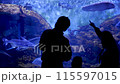 A family is looking at fish in an oceanarium 115597015