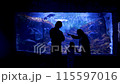 A family is looking at fish in an oceanarium 115597016