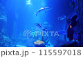 White Shark in the oceanarium. 115597018
