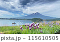 (山梨県)河口湖大石公園の花々越しに富士山 (山梨県)河口湖大石公園の花々越しに富士山 115610505