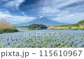(山梨県)河口湖大石公園のネモフィラ越しに、流れる雲と富士山 (山梨県)河口湖大石公園のネモフィラ越しに、流れる雲と富士山 115610967