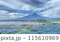 (山梨県)河口湖大石公園のネモフィラ越しに、流れる雲と富士山 (山梨県)河口湖大石公園のネモフィラ越しに、流れる雲と富士山 115610969