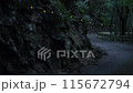 林道S字カーブとヒメホタル軌跡 115672794