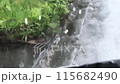 Rain on windshield 115682490