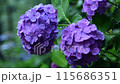 日本の初夏、雨の日の紫陽花 115686351