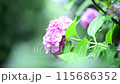 日本の初夏、雨の日の紫陽花 115686352