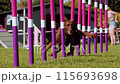 Agility sports for dogs. Running in slalom. 115693698