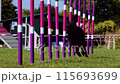 Agility sports for dogs. Running in slalom. 115693699