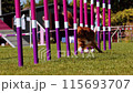 Agility sports for dogs. Running in slalom. 115693707