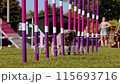 Agility sports for dogs. Running in slalom. 115693716