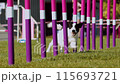 Agility sports for dogs. Running in slalom. 115693721