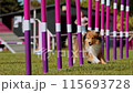 Agility sports for dogs. Running in slalom. 115693728