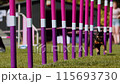 Agility sports for dogs. Running in slalom. 115693730