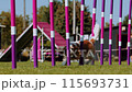 Agility sports for dogs. Running in slalom. 115693731