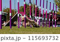Agility sports for dogs. Running in slalom. 115693732