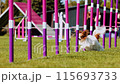 Agility sports for dogs. Running in slalom. 115693733