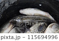 Carp fish catch in a bucket. Live fish 115694996