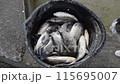 Carp fish catch in a bucket. Live fish 115695007