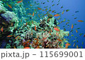 Colourful tropical coral reef. Soft and hard corals. Reef coral scene. 115699001