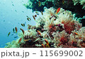 Colourful tropical coral reef. Soft and hard corals. Reef coral scene. 115699002