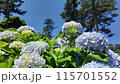 小田原城の紫陽花 115701552
