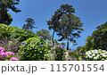 小田原城の紫陽花 115701554