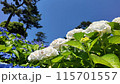 小田原城の紫陽花 115701557