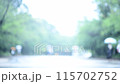 雨の日の公園アウトフォーカス 115702752