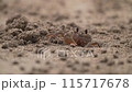 A ghost crab hiding in its burrow 115717678