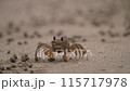 A sand crab eating and excreting sand balls in a row 115717978