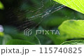 一張捕捉光線、發出七種顏色光芒的蜘蛛網在風中搖曳。 115740825