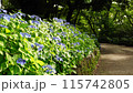 雨後的鶴舞公園，繡球花在微風中搖曳 115742805